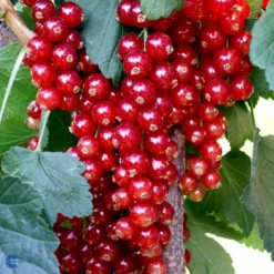 Ribs 'Rovada' Ribes Rubrum 'Rovada' Potte 2,0 Liter,- Opbundet 5 Ribs 'Rovada' Ribes Rubrum 'Rovada' Potte 2,0 Liter,- Opbundet -Osmosite Butik fi465 ribes rubrum rovada fac2