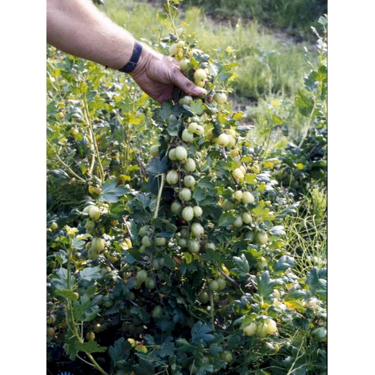 Stikkelsbær 'Invicta' Ribes Uva-crispa 'Invicta' 3,5 Liter Potte 8 Stikkelsbær 'Invicta' Ribes Uva-crispa 'Invicta' 3,5 Liter Potte - Billede 8