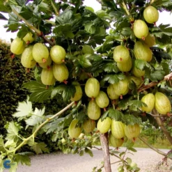 Stikkelsbær 'Invicta' Ribes Uva-crispa 'Invicta' 3,5 Liter Potte 13 Stikkelsbær 'Invicta' Ribes Uva-crispa 'Invicta' 3,5 Liter Potte -Osmosite Butik fi481 ribes uva crispa invicta ac0a