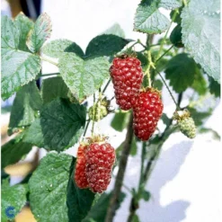 Taybær 'Medana' Rubus X Tayberry 'Medana' Potte 2,0 Liter,- Opbundet -Osmosite Butik fi492 rubus tayberry 8adf