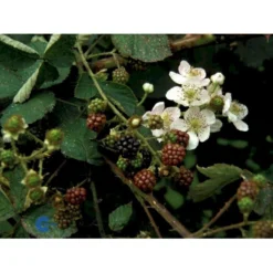 Tornfri Brombær 'Black Satin' Rubus Fruticosus 'Black Satin' Opbundet Til Ca. 40 Cm., Med Potte -Osmosite Butik fi497 rubus fruticosus black satin 7c9b