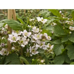 Tornfri Brombær 'Black Satin' Rubus Fruticosus 'Black Satin' Opbundet Til Ca. 40 Cm., Med Potte -Osmosite Butik fi497 rubus fruticosus black satin e3e8