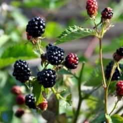 Tornfri Brombær 'Navaho'® Rubus Fruticosus 'Navaho'® Potte 3,0 Liter,- Opbundet -Osmosite Butik fi502 rubus fruticosus navaho 1dc7