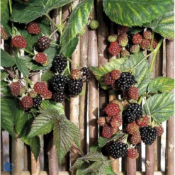 Tornfri Brombær 'Thornfree' Rubus Fruticosus 'Thornfree' Potte 2,0 Liter,- Opbundet 9 Tornfri Brombær 'Thornfree' Rubus Fruticosus 'Thornfree' Potte 2,0 Liter,- Opbundet -Osmosite Butik fi503 rubus fruticosus thornfree 02cf