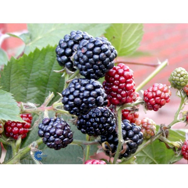 Tornfri Brombær 'Thornfree' Rubus Fruticosus 'Thornfree' Potte 2,0 Liter,- Opbundet 4 Tornfri Brombær 'Thornfree' Rubus Fruticosus 'Thornfree' Potte 2,0 Liter,- Opbundet - Billede 4