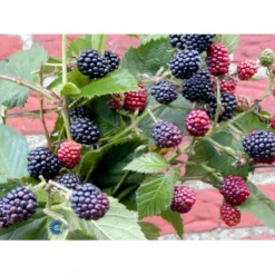 Tornfri Brombær 'Thornfree' Rubus Fruticosus 'Thornfree' Potte 2,0 Liter,- Opbundet 7 Tornfri Brombær 'Thornfree' Rubus Fruticosus 'Thornfree' Potte 2,0 Liter,- Opbundet -Osmosite Butik fi503 rubus fruticosus thornfree 1d58