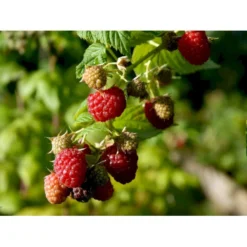 Efterårs Hindbær 'Autumn Bliss'® Rubus Idaeus 'Autumn Bliss'® Barrods,- 8-10 Mm. Rodhals. 13 Efterårs Hindbær 'Autumn Bliss'® Rubus Idaeus 'Autumn Bliss'® Barrods,- 8-10 Mm. Rodhals. -Osmosite Butik fi509 rubus idaeus autumn bliss 2af4