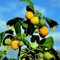 Efterårs Hindbær 'Fallgold' Rubus Idaeus 'Fallgold' Barrods,- 8-10 Mm. Rodhals. -Osmosite Butik fi512 rubus idaeus fallgold b7df