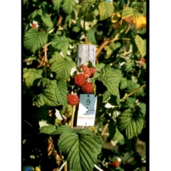 Sommer Hindbær 'Preussen II' Rubus Idaeus 'Preussen II' Potte 3,0 Liter,- Opbundet -Osmosite Butik fi525 rubus idaeus preussen 6c76