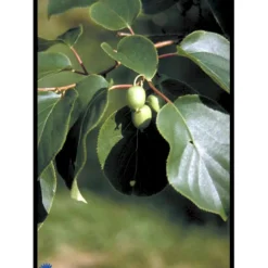 Almindelig Stikkelsbærkiwi Actinidia Arguta Potte 2,0 Liter,- Opbundet -Osmosite Butik fi5614 actinidia arguta 3f2a