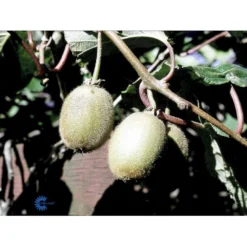 Kiwi 'Boskoop' Actinidia Chinensis 'Boskoop' (Hunplante) Potte 2,0 Liter,- Opbundet -Osmosite Butik fi5615 actinidia chinensis boskoop b258