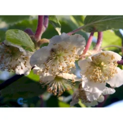 Kiwi 'Male' Actinidia Chinensis 'Male' (Hanplanter) Potte 2,0 Liter,- Opbundet 7 Kiwi 'Male' Actinidia Chinensis 'Male' (Hanplanter) Potte 2,0 Liter,- Opbundet -Osmosite Butik fi5616 actinidia chinensis hanplanter a56d