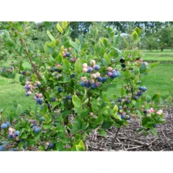 Storfrugtet Blåbær 'Patriot' Vaccinium Corymbosum 'Patriot' Potte 3,0 Liter,- Opbundet 8 Storfrugtet Blåbær 'Patriot' Vaccinium Corymbosum 'Patriot' Potte 3,0 Liter,- Opbundet -Osmosite Butik fi581 vaccinium corymbosum patriot 2f24