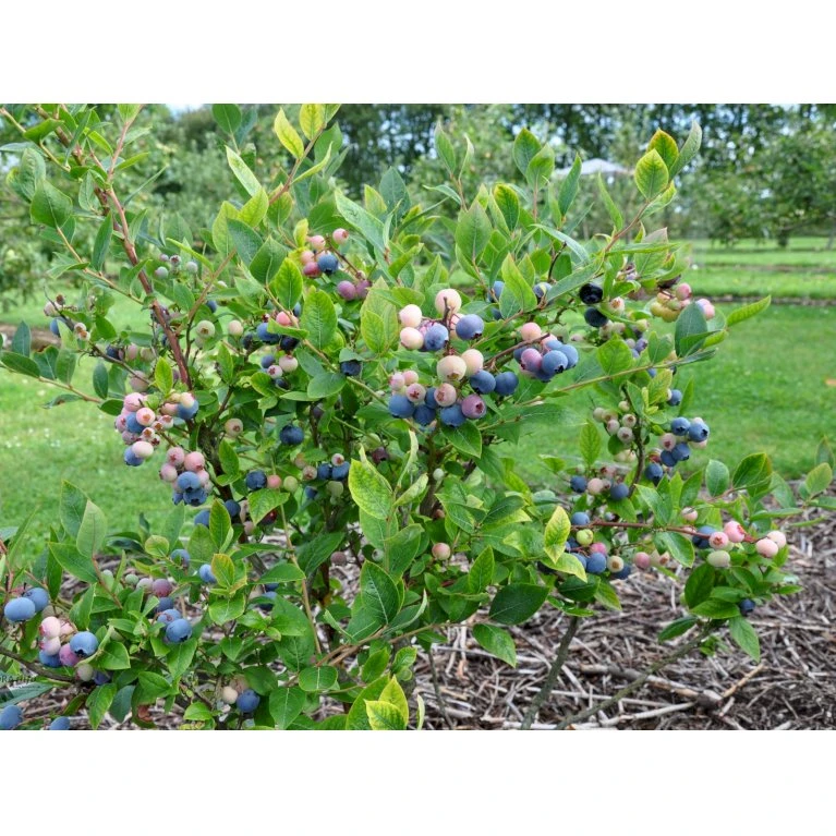 Storfrugtet Blåbær 'Patriot' Vaccinium Corymbosum 'Patriot' Potte 3,0 Liter,- Opbundet 4 Storfrugtet Blåbær 'Patriot' Vaccinium Corymbosum 'Patriot' Potte 3,0 Liter,- Opbundet - Billede 4