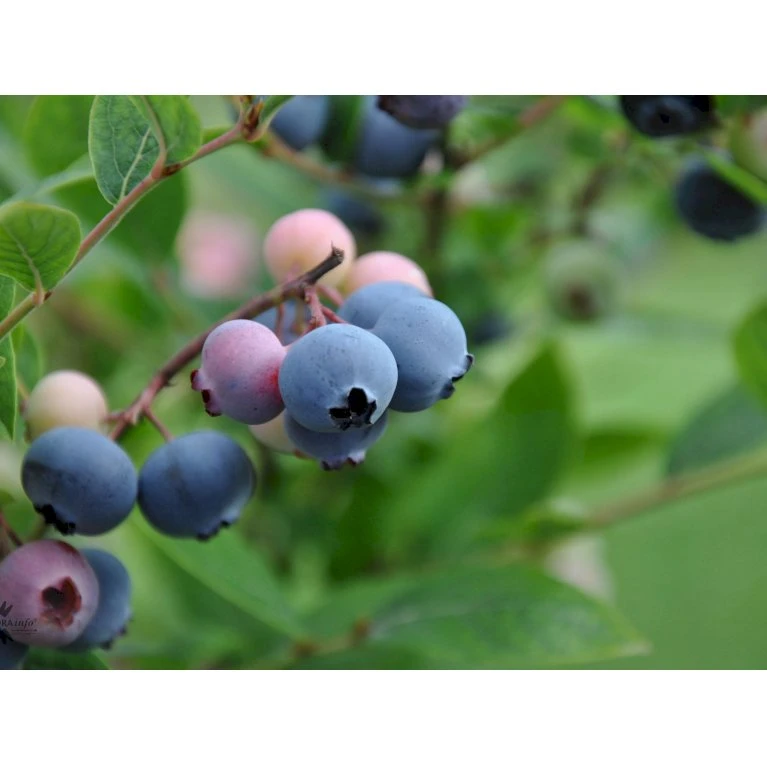 Storfrugtet Blåbær 'Patriot' Vaccinium Corymbosum 'Patriot' Potte 3,0 Liter,- Opbundet 5 Storfrugtet Blåbær 'Patriot' Vaccinium Corymbosum 'Patriot' Potte 3,0 Liter,- Opbundet - Billede 5