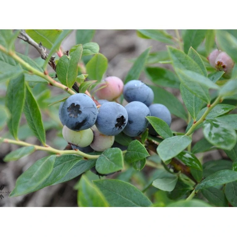 BLÅBÆR 'SUNSHINE BLUE' Vaccinium Corymbosum 'Sunshine Blue' Potte 3 Liter 30-40 Cm. 2 BLÅBÆR 'SUNSHINE BLUE' Vaccinium Corymbosum 'Sunshine Blue' Potte 3 Liter 30-40 Cm. - Billede 2