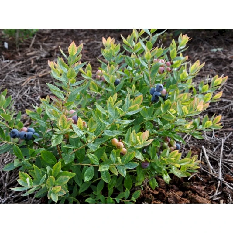 BLÅBÆR 'SUNSHINE BLUE' Vaccinium Corymbosum 'Sunshine Blue' Potte 3 Liter 30-40 Cm. 1 BLÅBÆR 'SUNSHINE BLUE' Vaccinium Corymbosum 'Sunshine Blue' Potte 3 Liter 30-40 Cm.