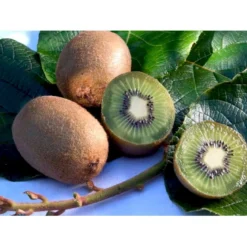 Kiwi 'Solo' Actinidia Chinensis 'Solo' (Selvbestøvende) Potte 2,0 Liter,- Opbundet 60-100 Cm -Osmosite Butik fi5 actinidia chinensis 2af5 processed