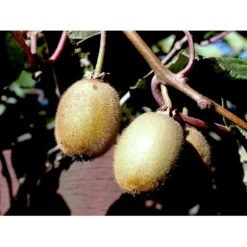 Kiwi 'Solo' Actinidia Chinensis 'Solo' (Selvbestøvende) Potte 2,0 Liter,- Opbundet 60-100 Cm -Osmosite Butik fi5 actinidia chinensis 3a3a processed