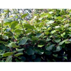 Kiwi 'Solo' Actinidia Chinensis 'Solo' (Selvbestøvende) Potte 2,0 Liter,- Opbundet 60-100 Cm -Osmosite Butik fi5 actinidia chinensis a876 processed