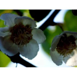 Kiwi 'Solo' Actinidia Chinensis 'Solo' (Selvbestøvende) Potte 2,0 Liter,- Opbundet 60-100 Cm -Osmosite Butik fi5 actinidia chinensis dcbe processed