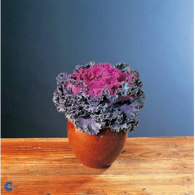 Broccoli 'Calabrese Natalino' Øko Brassica Oleracea 'Calabrese Natalino' Frøpose, Antal Pr. Pakke, Ca. 35 Stk. 7 Broccoli 'Calabrese Natalino' Øko Brassica Oleracea 'Calabrese Natalino' Frøpose, Antal Pr. Pakke, Ca. 35 Stk. - Billede 7