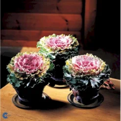 Broccoli 'Calabrese Natalino' Øko Brassica Oleracea 'Calabrese Natalino' Frøpose, Antal Pr. Pakke, Ca. 35 Stk. 14 Broccoli 'Calabrese Natalino' Øko Brassica Oleracea 'Calabrese Natalino' Frøpose, Antal Pr. Pakke, Ca. 35 Stk. -Osmosite Butik fi6062 brassica oleracea 1af7