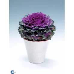 Broccoli 'Calabrese Natalino' Øko Brassica Oleracea 'Calabrese Natalino' Frøpose, Antal Pr. Pakke, Ca. 35 Stk. 16 Broccoli 'Calabrese Natalino' Øko Brassica Oleracea 'Calabrese Natalino' Frøpose, Antal Pr. Pakke, Ca. 35 Stk. -Osmosite Butik fi6062 brassica oleracea 301b