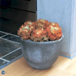 Broccoli 'Calabrese Natalino' Øko Brassica Oleracea 'Calabrese Natalino' Frøpose, Antal Pr. Pakke, Ca. 35 Stk. 13 Broccoli 'Calabrese Natalino' Øko Brassica Oleracea 'Calabrese Natalino' Frøpose, Antal Pr. Pakke, Ca. 35 Stk. -Osmosite Butik fi6062 brassica oleracea 4bf1