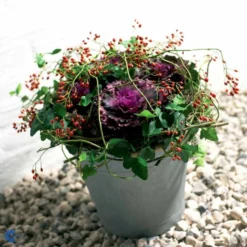 Broccoli 'Calabrese Natalino' Øko Brassica Oleracea 'Calabrese Natalino' Frøpose, Antal Pr. Pakke, Ca. 35 Stk. 12 Broccoli 'Calabrese Natalino' Øko Brassica Oleracea 'Calabrese Natalino' Frøpose, Antal Pr. Pakke, Ca. 35 Stk. -Osmosite Butik fi6062 brassica oleracea 9fb1