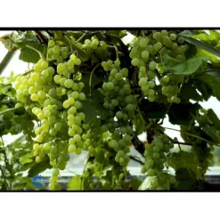 Vin 'Himrod' Vitis Vinifera 'Himrod' Potte 3,0 Liter,- Opbundet 80-100 Cm. -Osmosite Butik fi621 vitis vinifera himrod 42dd