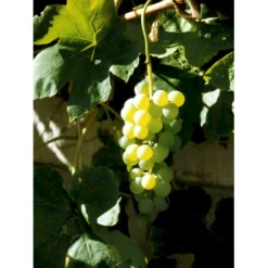 Vin 'Himrod' Vitis Vinifera 'Himrod' Potte 3,0 Liter,- Opbundet 80-100 Cm. -Osmosite Butik fi621 vitis vinifera himrod 5d9d