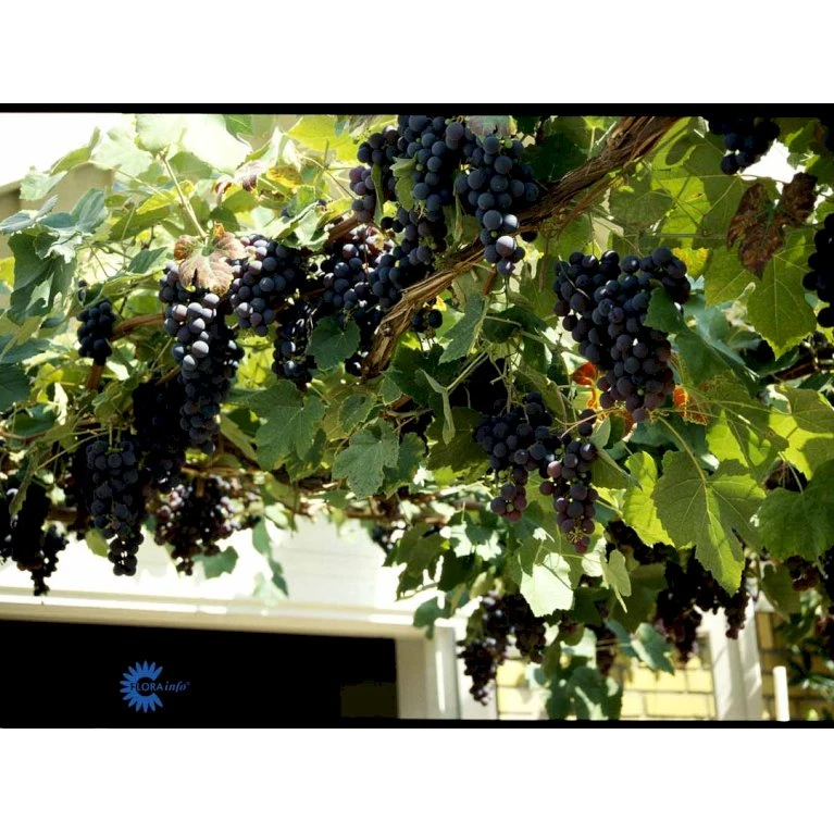 Vin 'Schuyler' Vitis Hybrid 'Schuyler' Potte 2,0 Liter,- 3 Bambus Stokke 2 Vin 'Schuyler' Vitis Hybrid 'Schuyler' Potte 2,0 Liter,- 3 Bambus Stokke - Billede 2