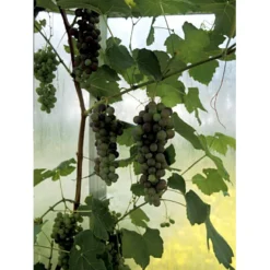 Vin 'Vanessa' Vitis Vinifera 'Vanessa' Potte 3,0 Liter,- Opbundet 80-100 Cm. -Osmosite Butik fi643 vitis vinifera vanessa 9400