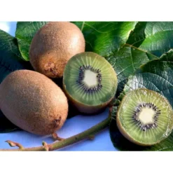 Kiwi 'Jenny' Actinidia Chinensis 'Jenny' (Selvbestøvende) Potte 2,0 Liter,- Opbundet -Osmosite Butik fi6 actinidia chinensis jenny 725a processed
