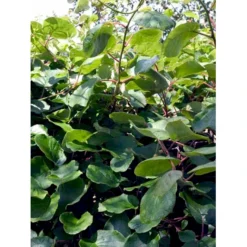 Kiwi 'Jenny' Actinidia Chinensis 'Jenny' (Selvbestøvende) Potte 2,0 Liter,- Opbundet -Osmosite Butik fi6 actinidia chinensis jenny 93d1 processed