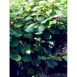 Kiwi 'Jenny' Actinidia Chinensis 'Jenny' (Selvbestøvende) Potte 2,0 Liter,- Opbundet -Osmosite Butik fi6 actinidia chinensis jenny aff8 processed