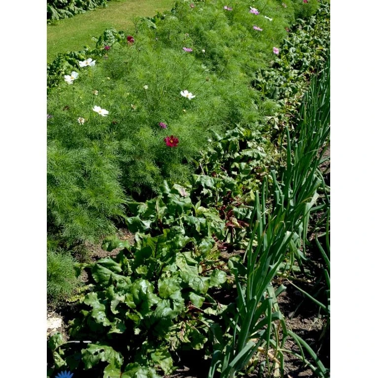 Aflang Rødbede 'Forono' Beta Vulgaris 'Forono' Pose Med Frø Eller Løg, 20 2 Aflang Rødbede 'Forono' Beta Vulgaris 'Forono' Pose Med Frø Eller Løg, 20 - Billede 2