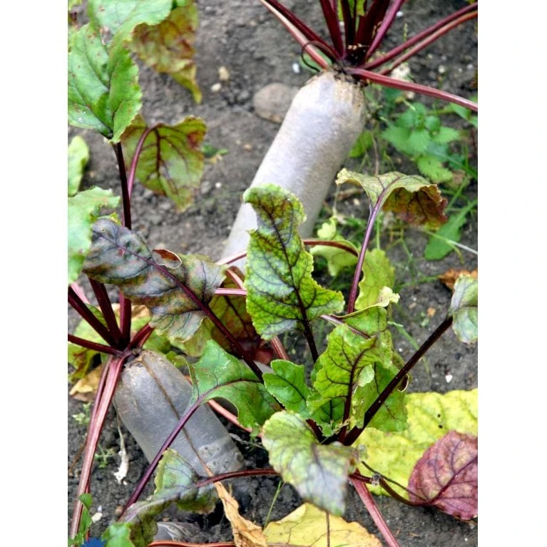 Aflang Rødbede 'Forono' Beta Vulgaris 'Forono' Pose Med Frø Eller Løg, 20 4 Aflang Rødbede 'Forono' Beta Vulgaris 'Forono' Pose Med Frø Eller Løg, 20 - Billede 4