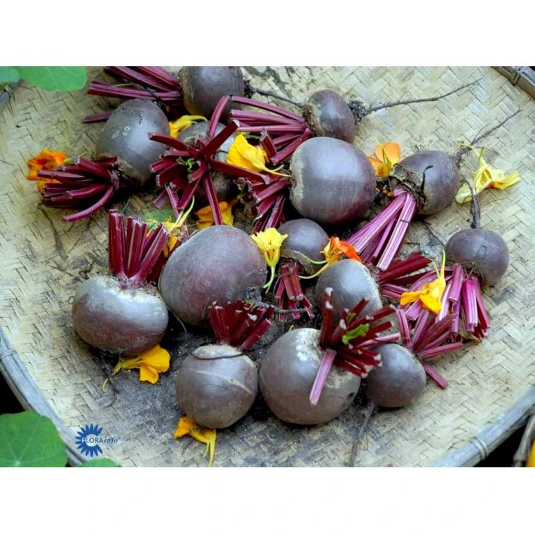 Aflang Rødbede 'Forono' Beta Vulgaris 'Forono' Pose Med Frø Eller Løg, 20 3 Aflang Rødbede 'Forono' Beta Vulgaris 'Forono' Pose Med Frø Eller Løg, 20 - Billede 3