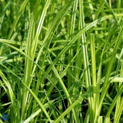 Star 'Bowles Golden' Carex Elata 'Bowles Golden' 1 Liter Potte 5 Star 'Bowles Golden' Carex Elata 'Bowles Golden' 1 Liter Potte -Osmosite Butik fi7867 carex elata bowles golden e821