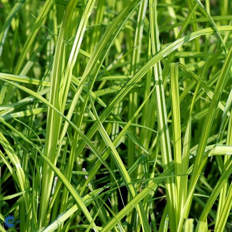 Star 'Bowles Golden' Carex Elata 'Bowles Golden' 1 Liter Potte 3 Star 'Bowles Golden' Carex Elata 'Bowles Golden' 1 Liter Potte - Billede 3