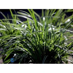 Star 'Ice Dance' Carex Morrowii 'Ice Dance' 1 Liter Potte -Osmosite Butik fi7880 carex morrowii ice dance 0710