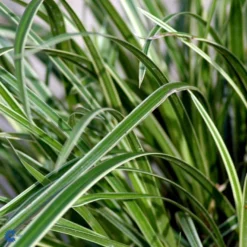 Star 'Ice Dance' Carex Morrowii 'Ice Dance' 1 Liter Potte -Osmosite Butik fi7880 carex morrowii ice dance 6a6c