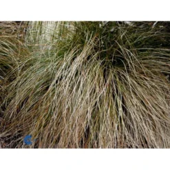 Star 'Prairie Fire' Carex Testacea 'Prairie Fire' Potte 2 Liter. -Osmosite Butik fi7898 carex testacea 5565