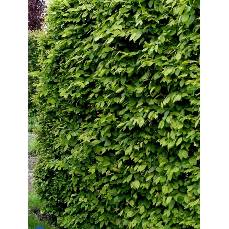 Avnbøg Carpinus Betulus Barrods,- 3 års (1/2) 100-125 Cm. Hækkvalitet. 7 Avnbøg Carpinus Betulus Barrods,- 3 års (1/2) 100-125 Cm. Hækkvalitet. - Billede 7