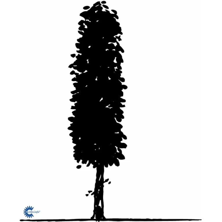 Avnbøg Carpinus Betulus Barrods,- 3 års (1/2) 100-125 Cm. Hækkvalitet. 5 Avnbøg Carpinus Betulus Barrods,- 3 års (1/2) 100-125 Cm. Hækkvalitet. - Billede 5