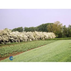 Engriflet Hvidtjørn Crataegus Monogyna Potte 12 Liter,- 100-125 Cm. 21 Engriflet Hvidtjørn Crataegus Monogyna Potte 12 Liter,- 100-125 Cm. -Osmosite Butik fi846 crataegus monogyna 93d4