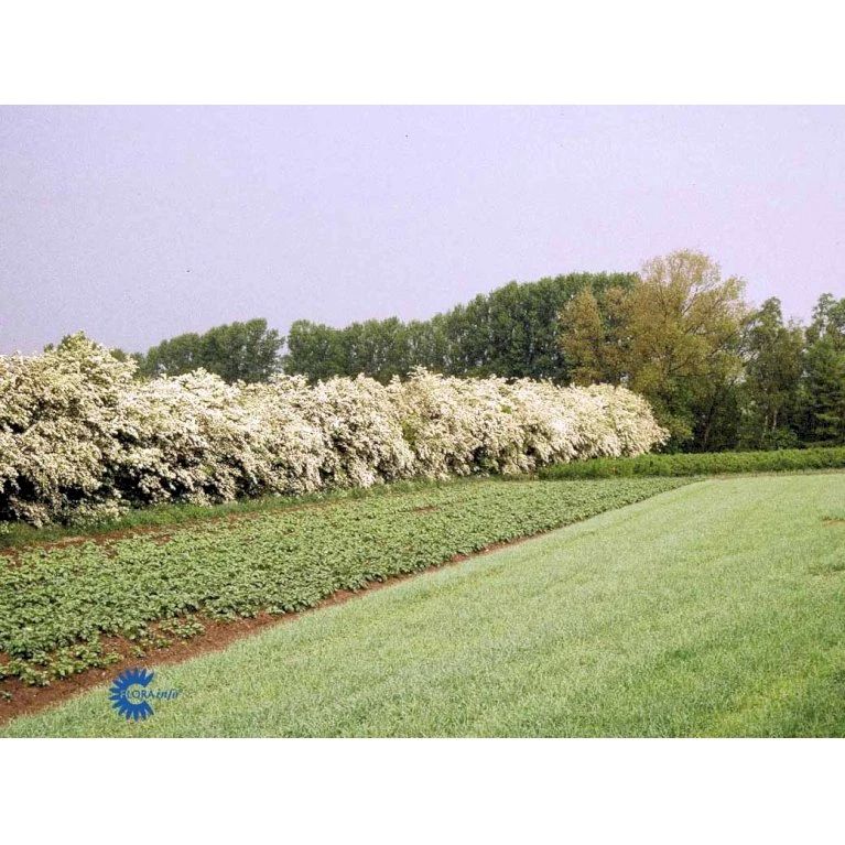 Engriflet Hvidtjørn Crataegus Monogyna Potte 12 Liter,- 100-125 Cm. 11 Engriflet Hvidtjørn Crataegus Monogyna Potte 12 Liter,- 100-125 Cm. - Billede 11