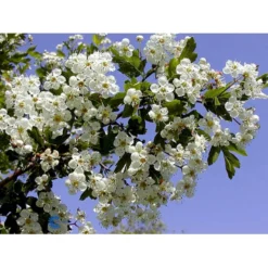 Engriflet Hvidtjørn Crataegus Monogyna Potte 12 Liter,- 100-125 Cm. 19 Engriflet Hvidtjørn Crataegus Monogyna Potte 12 Liter,- 100-125 Cm. -Osmosite Butik fi846 crataegus monogyna b1f5